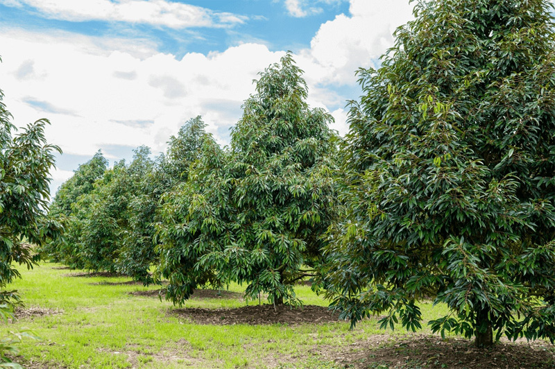 LIÊN KẾT VÙNG TRỒNG SẦU RIÊNG XUẤT KHẨU