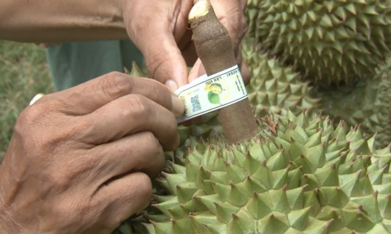 QUẢN TRỊ MÃ SỐ VÙNG TRỒNG SẦU RIÊNG