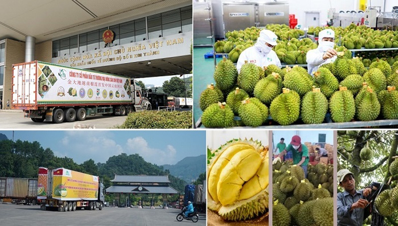 QUY TRÌNH XUẤT KHẨU SẦU RIÊNG SANG TRUNG QUỐC