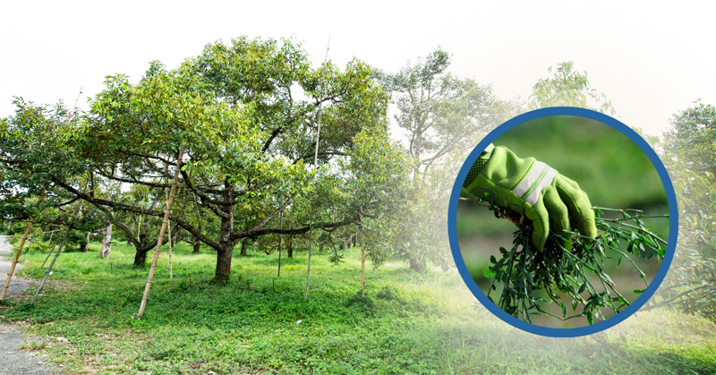 KINH NGHIỆM TRỒNG SẦU RIÊNG ĐẠT CHUẨN XUẤT KHẨU