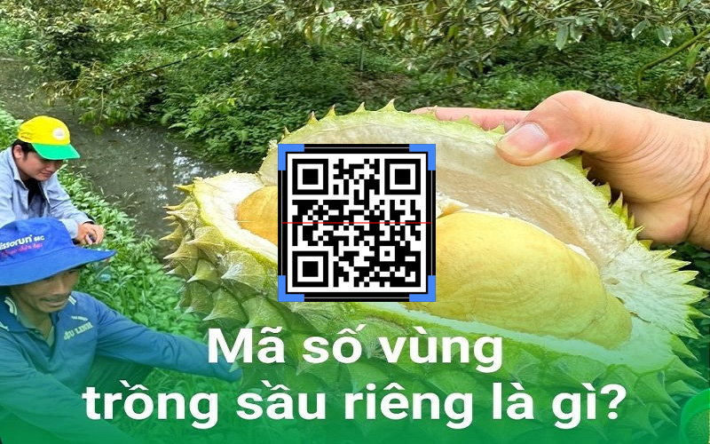 CÁCH ĐĂNG KÝ MÃ SỐ VÙNG TRỒNG SẦU RIÊNG
