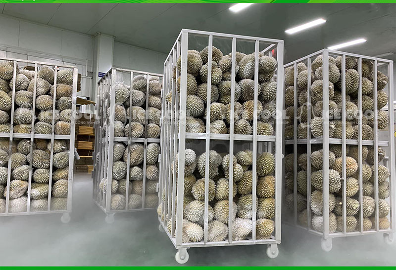 Sầu riêng đông lạnh nguyên trái – Giải pháp bảo quản sầu riêng xuất khẩu