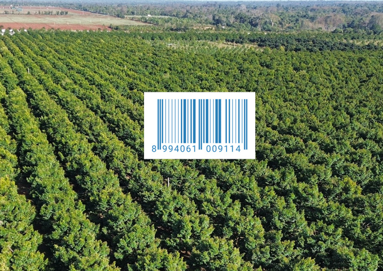 Mã Số Vùng Trồng Sầu Riêng