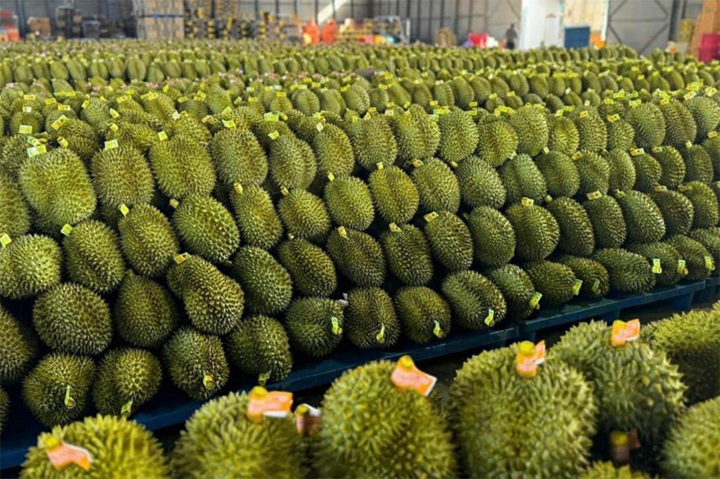 Vùng Nguyên Liệu Liên Kết T001