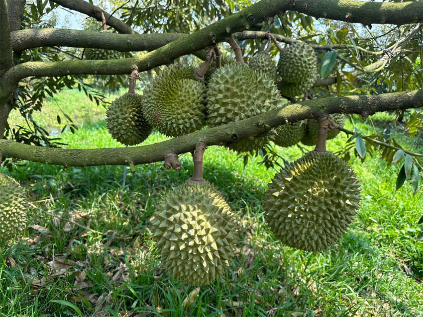 Đăng Ký Hợp Tác Vùng Trồng Sầu Riêng