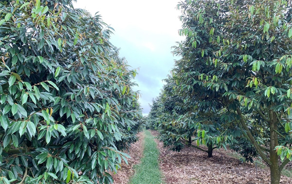 <p style="text-align: center;"><strong>V&ugrave;ng Trồng Nguy&ecirc;n Liệu</strong></p>