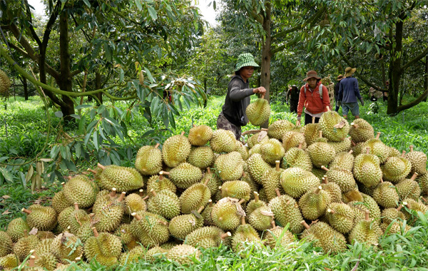 <p style="text-align: center;"><strong>Thu mua Sầu Ri&ecirc;ng</strong></p>