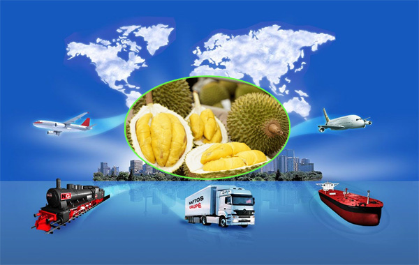 <p style="text-align: center;"><strong>Xuất khẩu Sầu Ri&ecirc;ng</strong></p>