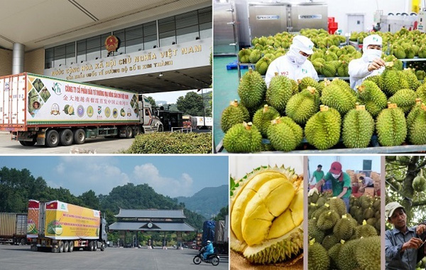 <p style="text-align: center;"><strong>Xuất khẩu sầu ri&ecirc;ng</strong></p>