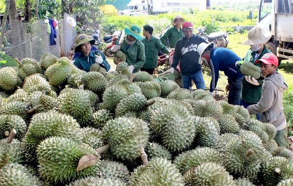 <p style="text-align: center;"><strong>Thu mua sầu ri&ecirc;ng</strong></p>