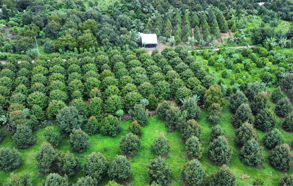 <p style="text-align: center;"><strong>Quản l&yacute; v&ugrave;ng trồng</strong></p>