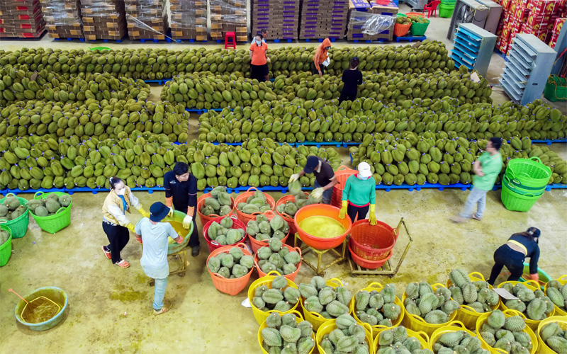 <p style="text-align: center;"><strong>Điểm thu mua trực thuộc c&ocirc;ng ty</strong></p>